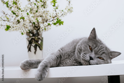 Sleepy cat. Grey cat and bouquet of cherry blossoms on white background.