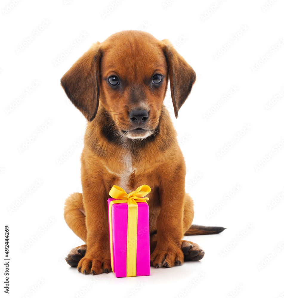 One little dog with a gift.