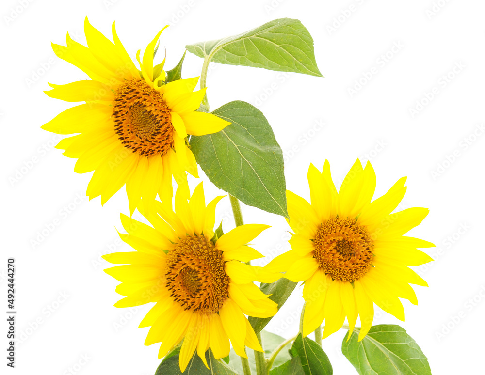 Obraz premium Three yellow sunflowers.