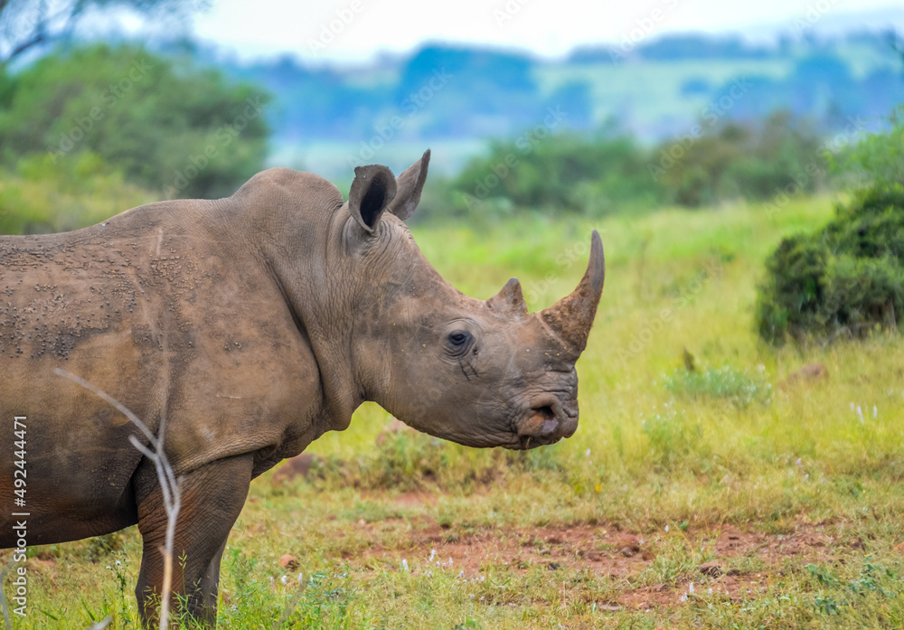 Fototapeta premium Portrait of an African white Rhinoceros or Rhino or Ceratotherium simum also know as Square lipped Rhinoceros in a South African game reserve