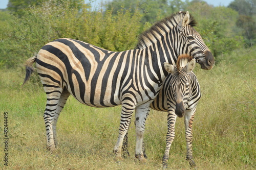 Portrait of a Burchell s zebra in a nature reserve in South Africa