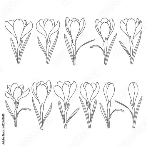Set of black and white illustrations with crocus flowers, saffron. Isolated vector objects on a white background.