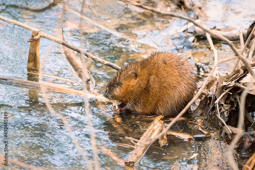North American beaver chewing on a piece of wood.Chesapeake and Ohio Canal National Historical Park.Maryland.USA photo