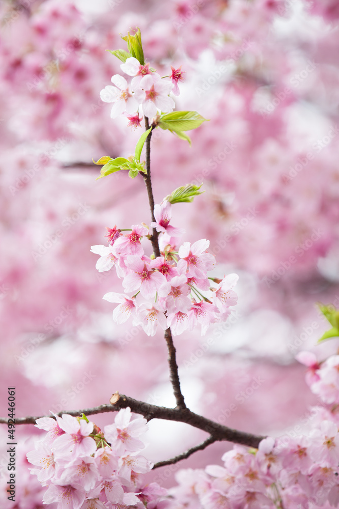 Fototapeta premium Japanese pink cherry blossom tree in full bloom
