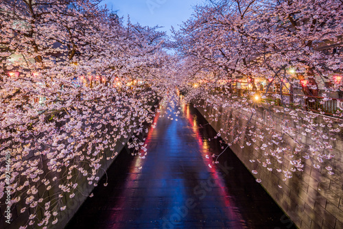 Nakameguro Cherry Blossom Festival in Tokyo, Japan