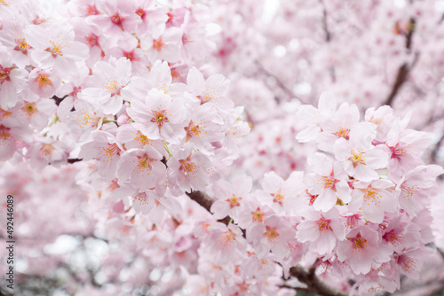 Pink cherry blossom tree in full bloom during spring season