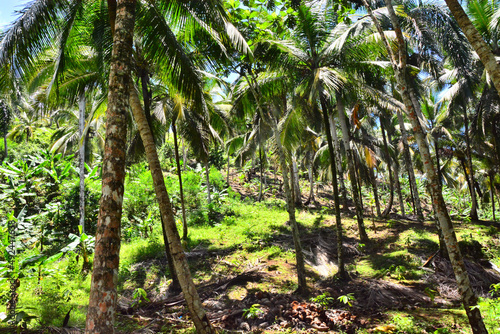 Lush greenery  forest near waterfall Salto el Limon in Dominican Republic