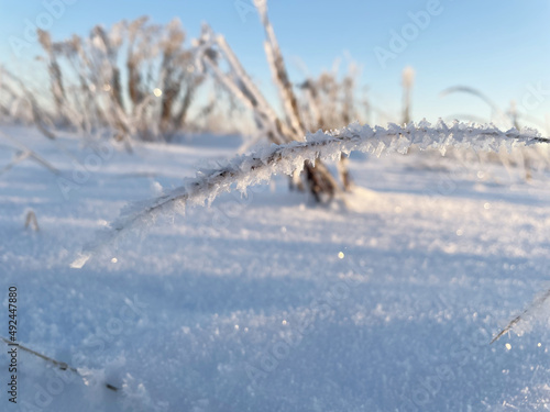 Last year grass covered with snow and frost in the field against blue sky
