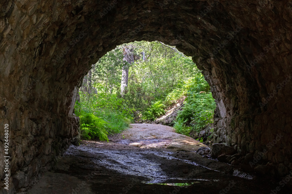 Forest landscape. Stone arch bridge in a coniferous forest. The road under the bridge leads to the forest. A dried-up river under the bridge.