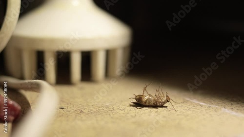 a dying cockroach in the kitchen cabinet , close - up