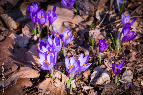 Closeup of blooming purple crocus flowers on a forest floor  first signs of spring