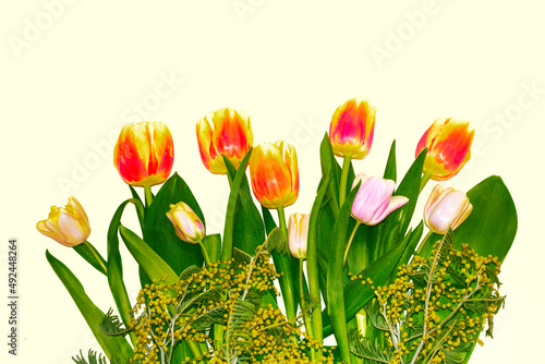 tulip. Bush of yellow spring flowers mimosa isolated on yellow background.