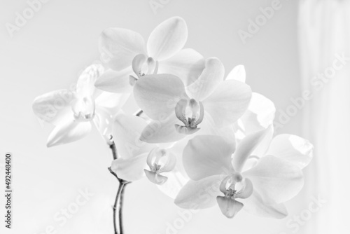 Phalaenopsis orchid, photo with high key effect, monochrome; a curtain on the right side 