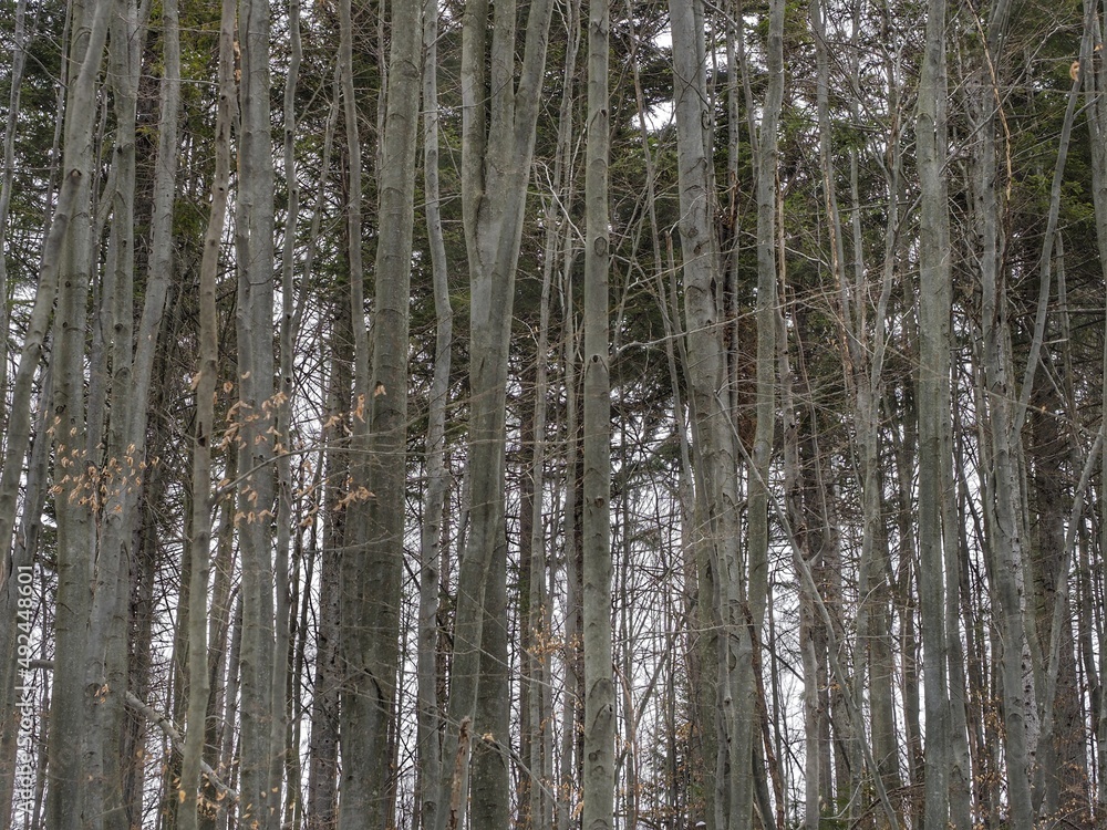 Fototapeta premium trees in the forest