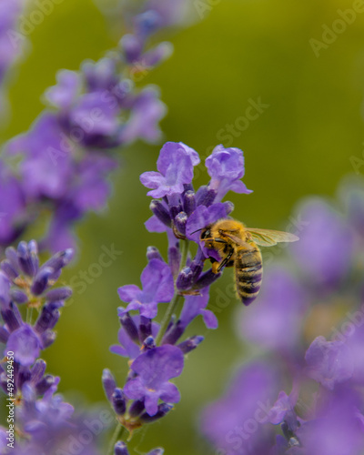 Bee on lavander © ron