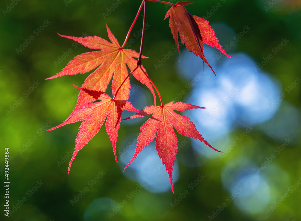 Red palmate maple (japanese maple) in japanese garden maybe in Tokyo ( Osaka, Kyoto) or european cities Red palmate maple (japanese maple) in japanese garden maybe in Tokyo ( Osaka, Kyoto) or european cities