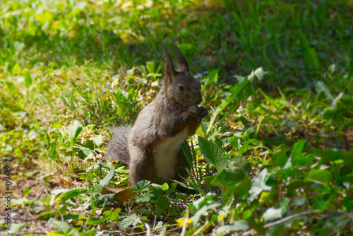 Brown squirrel sitting underneath a tree in Zurich, Switzerland © Janine