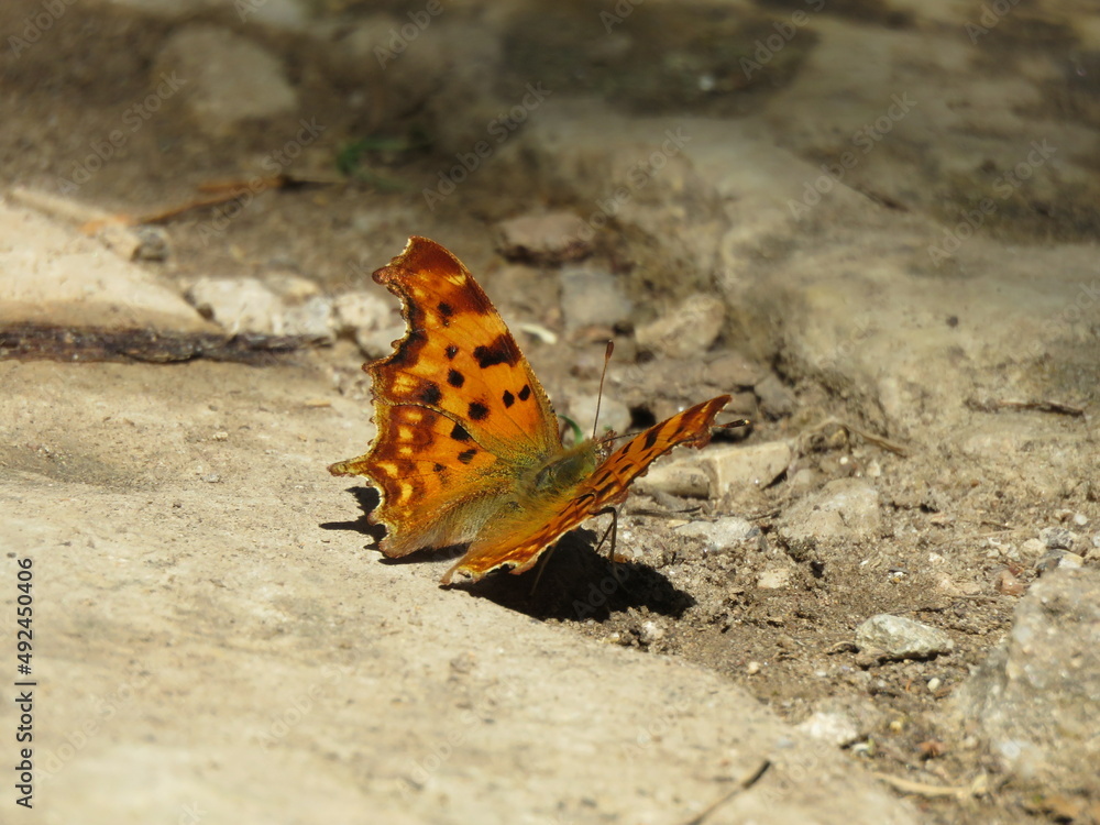Orange and brown butterfly with open wings Orange and brown butterfly with open wings