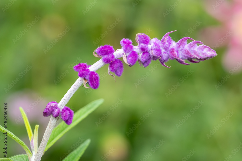 Close up of a Mexican bush sage (salvia leucantha) flower in bloom Close up of a Mexican bush sage (salvia leucantha) flower in bloom