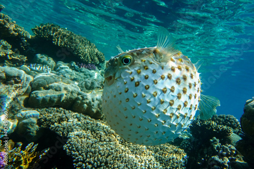 Photography Yellowspotted burrfish  is in a defensive position