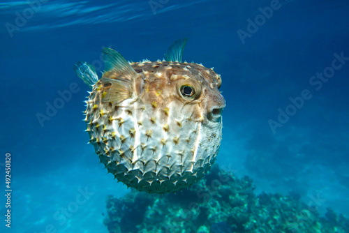 Yellowspotted burrfish  is in a defensive position photo