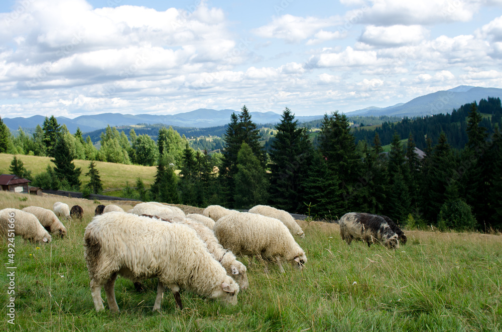 Sheeps in green field. Flock ewe meadow.