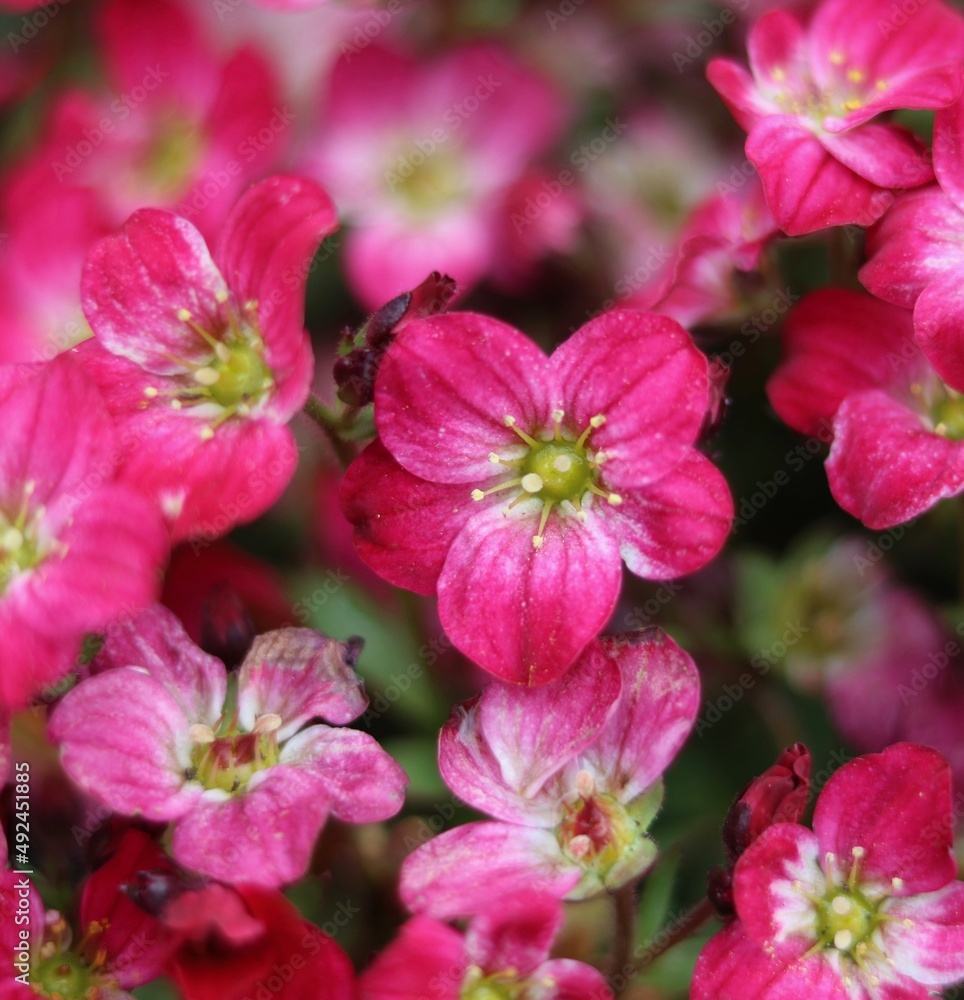 Full frame close up of beautiful pink saxifrage blooms showing stamen detail