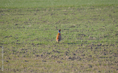 Pheasant wandering the fields.