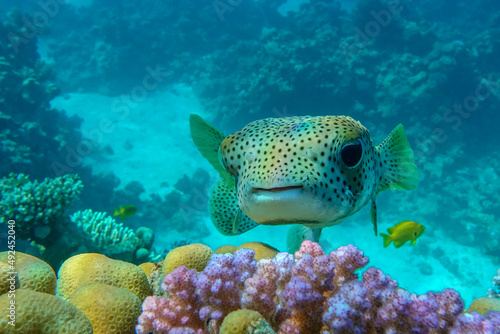Porcupinefish (Diodon hystrix) on a coral reef Red sea