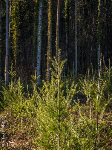 Wiederaufforstung im Mischwald durch Neuanpflanzung von jungen Bäumen © focus finder
