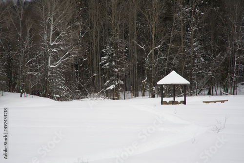 A winter forest scene © Joe