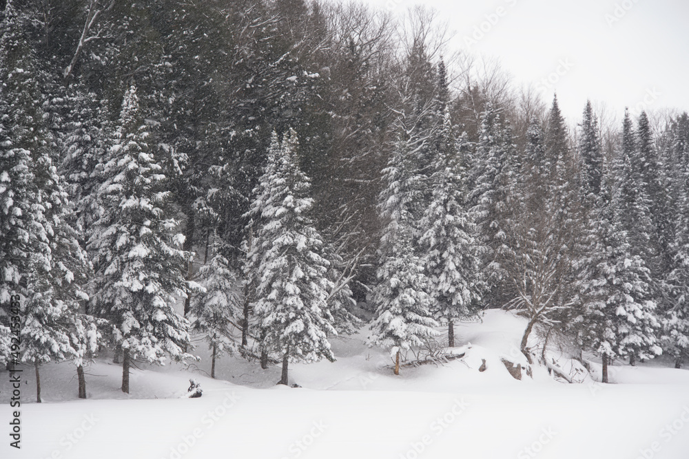 Fototapeta premium Trees covered in snow