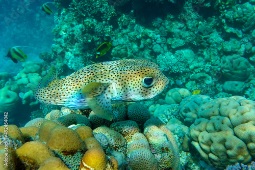 Porcupinefish (Diodon hystrix) on a coral reef Red sea © mirecca