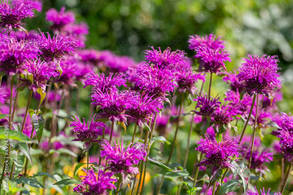 Obraz premium Monarda didyma Balmy Purple flowers gathered