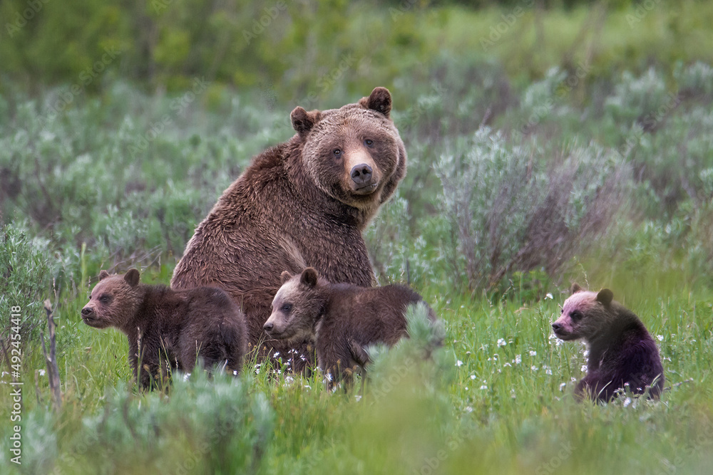 Grand Teton Grizzly 399 with three of her four cubs