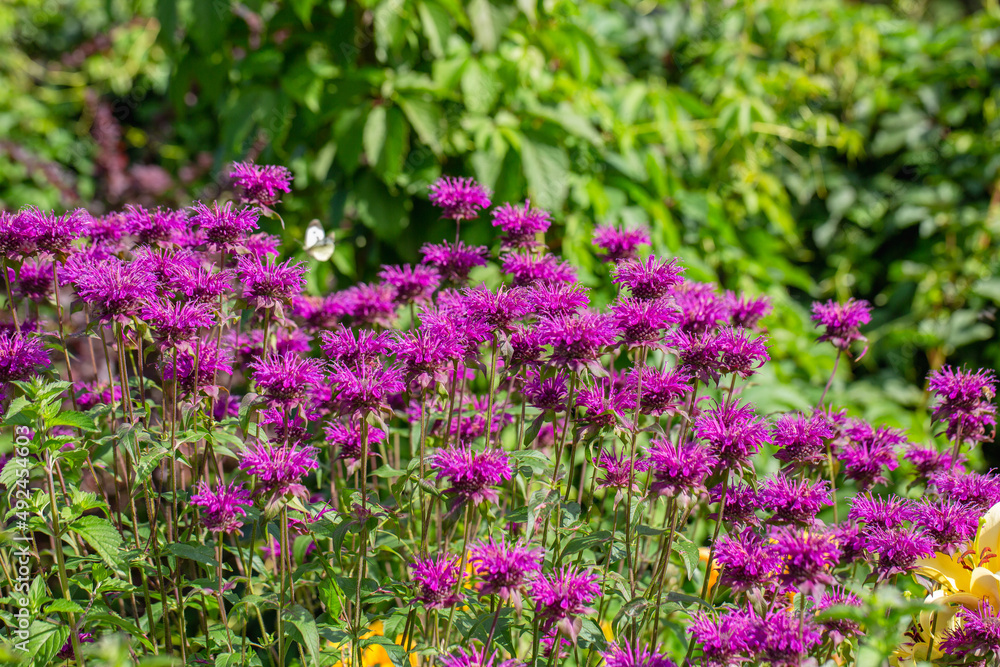 Monarda didyma Balmy Purple flowers gathered Monarda didyma Balmy Purple flowers gathered