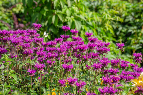 Monarda didyma Balmy Purple flowers gathered