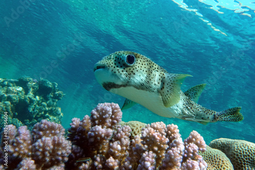 Porcupinefish (Diodon hystrix) on a coral reef Red sea photo