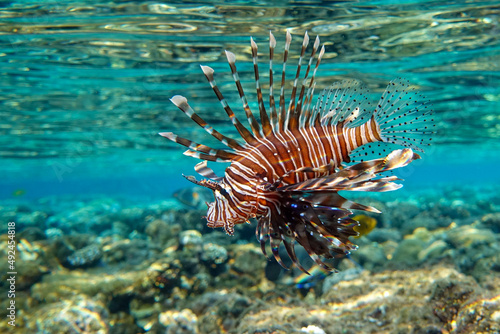 Lionfish on the coral reef © mirecca