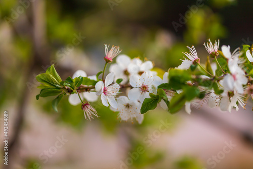 petals, multicolored, gardening, valentines, bouquet, red, day, season, blossoming, botany, pattern, botanic, gilly flower, fragrant, close-up, fresh, gillyflower, blooming, leaf, petal, summer, isola photo