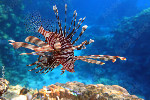 Lionfish on the coral reef photo
