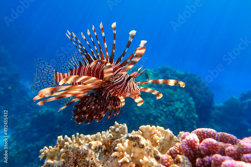 Fototapeta Naklejka Na Ścianę i Meble -  Lionfish on the coral reef