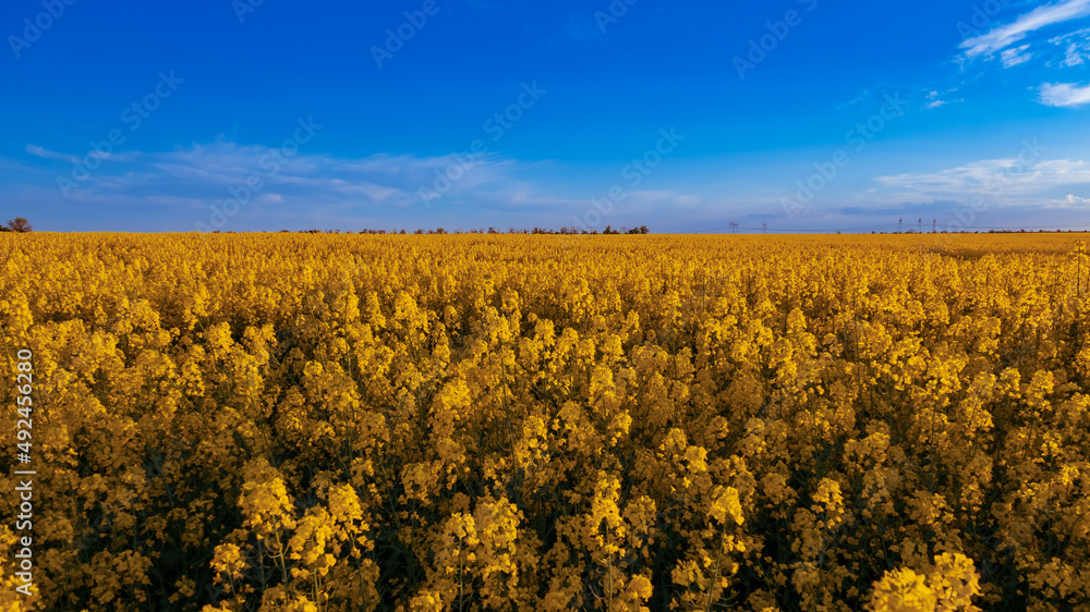 Blooming canola field and blue sky with clouds.
