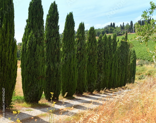 Lange Reihe mit hoch in den Himmel ragenden Zypressen photo
