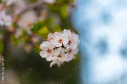 Spring time when cherry blossoms are in full bloom. Cherry blossoms against a blurred background.