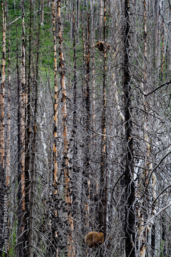 Fototapeta premium naked trees with mother black bear protecting her cub hidden high up in the top branches