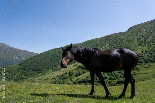 a beautiful noble horse with a great stature stands on a hill and eats green grass, behind it is a beautiful Georgian mountain landscape above which a blue sky opens