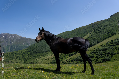 a beautiful noble horse with a great stature stands on a hill and eats green grass, behind it is a beautiful Georgian mountain landscape above which a blue sky opens