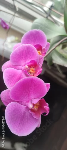 Panel kuchenny z motywem Orchidea różowa Pink orchid kwiat kwiatuszek storczyk storczyki