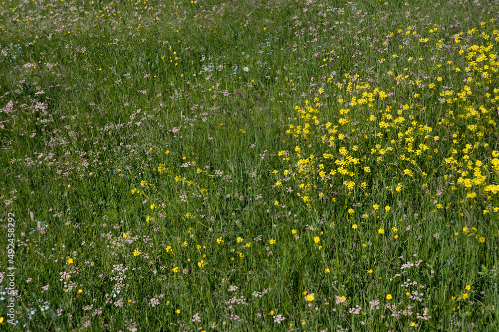 many different small flowering flowers on a background of green dark grass